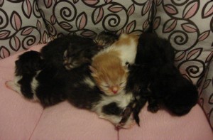 3 days old
